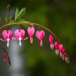 Bleeding Hearts, by Katharine Boyle